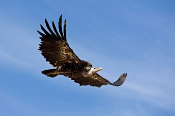 Ruppell's Vulture, gyps rueppellii, in Flight