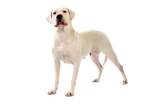 Argentinian Mastiff Dog against White Background