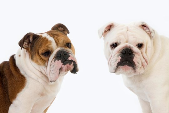 English Bulldog, Female against White Background