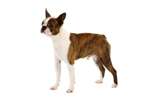 Boston Terrier Dog, Male against White Background