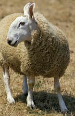 Border Leicester Domestic Sheep