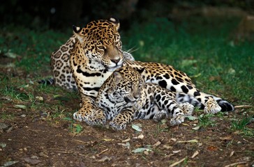 Fototapeta na wymiar Jaguar, panthera onca, Mother and Cub