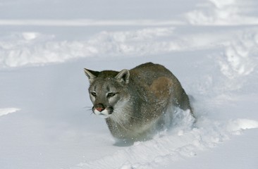 Cougar, puma concolor, standing on Snow, Montana