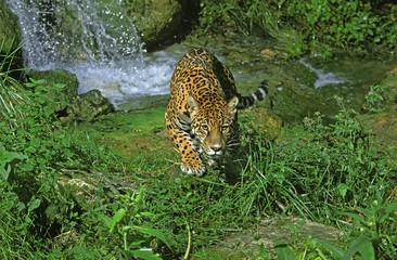Jaguar, panthera onca