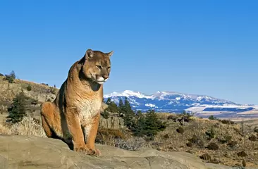 Rolgordijnen Cougar, puma concolor, staande op Rock, Montana © slowmotiongli