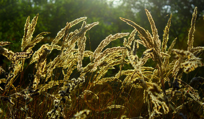 Źdźbła trawy na łące o poranku © gosia