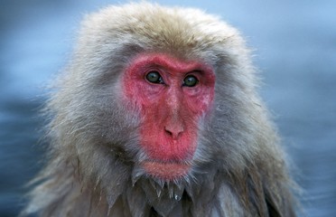 Portrait of Japanese Macaque, macaca fuscata, Hokkaido Island in Japan