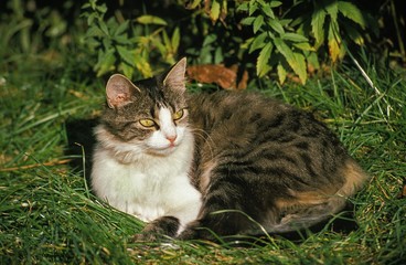 Naklejka na ściany i meble Domestic Cat laying on Grass