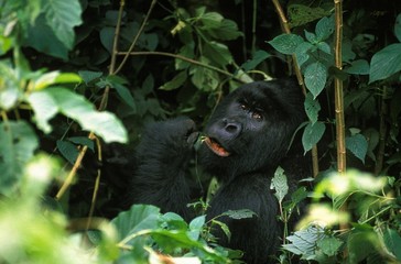 Mountain Gorilla, gorilla gorilla beringei, Male eating leaves, Virunga Park in Rwanda