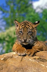 Sumatran Tiger, panthera tigris sumatrae, Cub standing on Rock