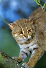 Rusty-Spotted Cat, prionailurus rubiginosus