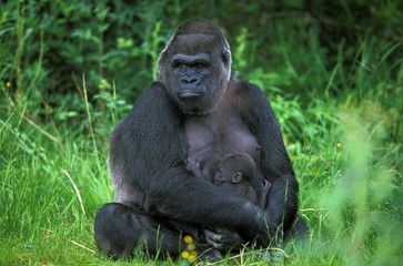 Eastern Lowland Gorilla, gorilla gorilla graueri, Mother and young