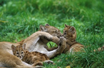 Cougar, puma concolor, Mother and Cub
