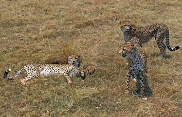 Cheetah, acinonyx jubatus, Group Hunting a Thomson's Gazelle, Masai Mara Park in Kenya