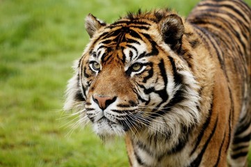 Fototapeta na wymiar Sumatran Tiger, panthera tigris sumatrae, Portrait