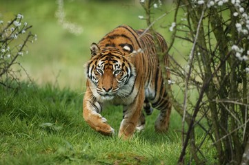 Sumatran Tiger, panthera tigris sumatrae