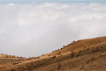 Cows in alpine meadows in Caucasus mountains in autumn