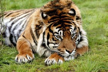 Sumatran Tiger, panthera tigris sumatrae, Adult resting on Grass