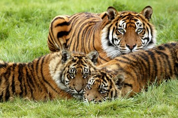 Sumatran Tiger, panthera tigris sumatrae, Mother and Youngs