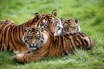 Sumatran Tiger, panthera tigris sumatrae, Mother and Youngs