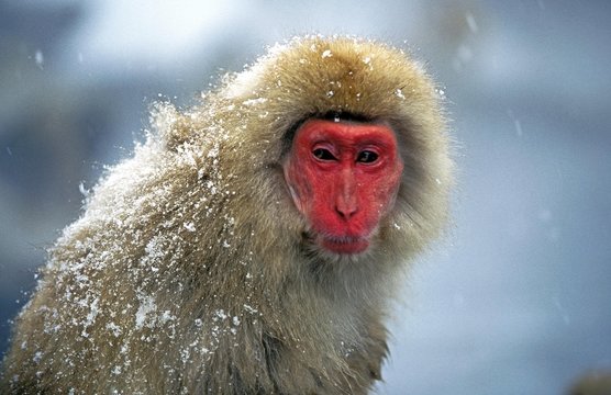 Japanese Macaque, macaca fuscata, Hokkaido Island in Japan
