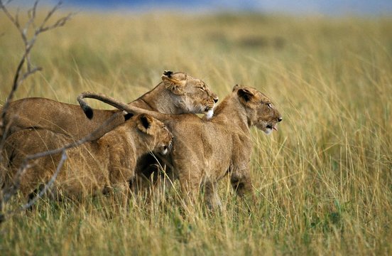 African Lion, panthera leo, Mother and Youngs, Masai Mara park in Kenya