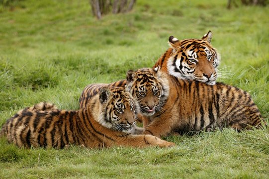 Sumatran Tiger, panthera tigris sumatrae, Mother and Youngs