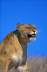 African Lion, panthera leo, Female snarling, Masai Mara Park in Kenya