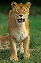 African Lion, panthera leo, Mother and Cub