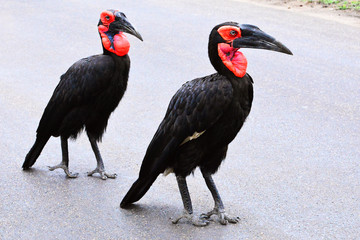 Rotwangenhornrabe  im Krügernationalpark in Südafrika 