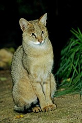 Jungle Cat, felis chaus, Adult sitting