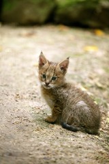 Fototapeta na wymiar Jungle Cat, felis chaus, Cub sitting