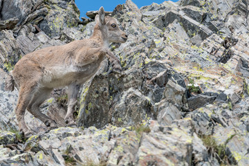 Beautiful portrait of Young ibex in the mountain wall (Capra ibex)