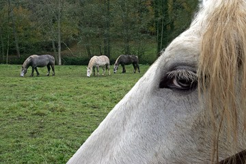 Percheron Draft Horses, a French Breed, Close up of Eye