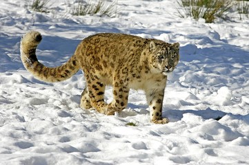 Snow Leopard or Ounce, uncia uncia, Standing in Snow