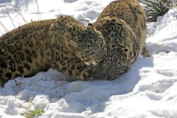 Snow Leopard or Ounce, uncia uncia, Standing in Snow