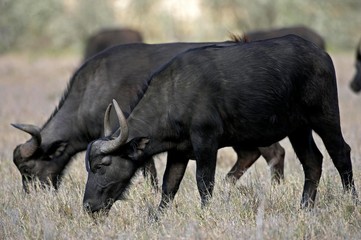 African Buffalo, syncerus caffer, Hell's Gate Park in Kenya