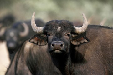 African Buffalo, syncerus caffer, Hell's Gate Park in Kenya