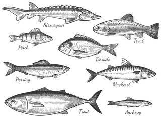 Sketch fish. Hand drawn different fishes trout, carp, tuna, herring and flounder, anchovy, dorado, fresh sea delicatessen vector set. Freshwater and ocean fishes, food and fishing sport concept