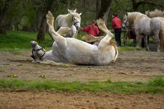 Percheron Draft Horses, a French Breed, Rolling