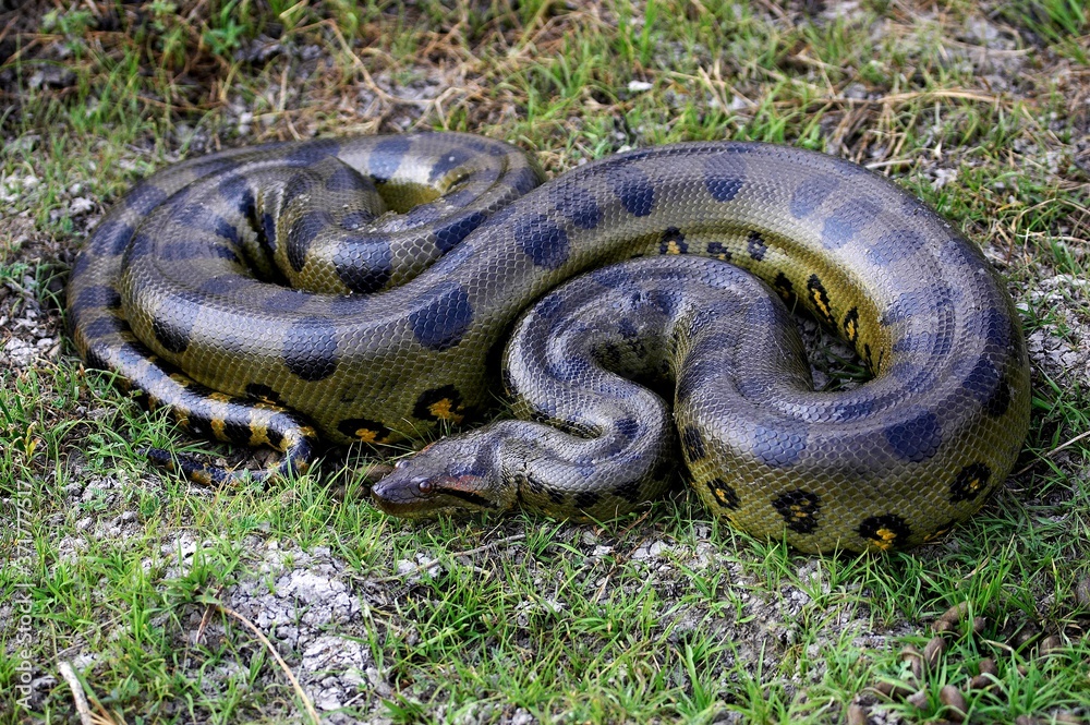 Sticker Green Anaconda, eunectes murinus, Los Lianos in Venezuela