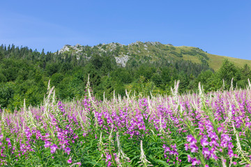 Flowering thickets Rosebay Willowherb (Chamerion angustifolium) on the background of the Carpathian mountains. Mountains and forest on a sunny summer day. Ukrainian Carpathians 