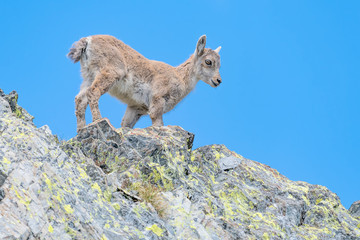 New life in the Alps mountains, portrait of new born (Capra ibex)