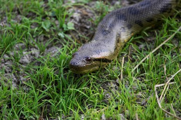 Green Anaconda, eunectes murinus, Los Lianos in Venezuela