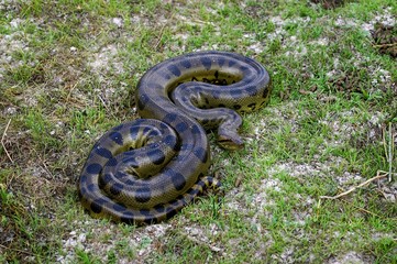 Green Anaconda, eunectes murinus, Los Lianos in Venezuela