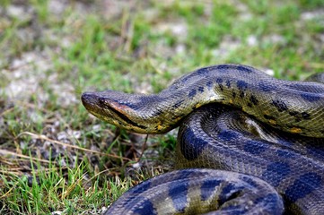 Green Anaconda, eunectes murinus, Los Lianos in Venezuela