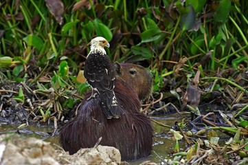Yellow-headed caracara, milvago chimachima and Capybara, hydrochoerus hydrochaeris , Los Lianos in Venezuela