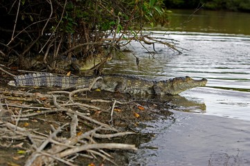 Spectacled Caiman, caiman crocodilus, entering River, Los Lianos in Venezuela