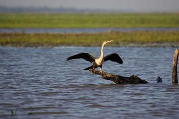 Anhinga or American Darter, anhinga anhinga, Taking off, Los Lianos in Venezuela