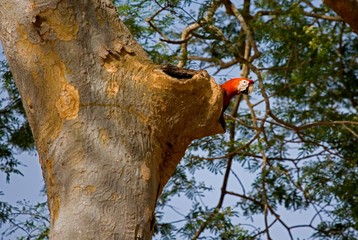 Scarlet Macaw, ara macao, standing at Nest Entrance, Los Lianos in Venezuela © slowmotiongli